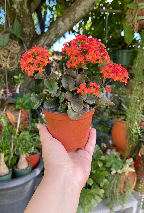 Kalanchoe Reduces Stress 1