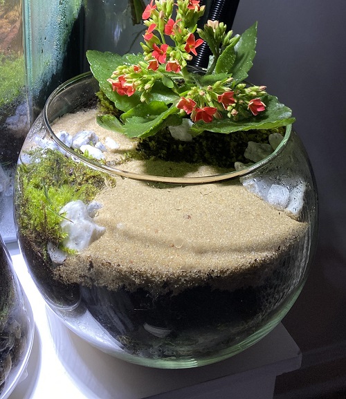 Kalanchoe Plants for Terrariums 1