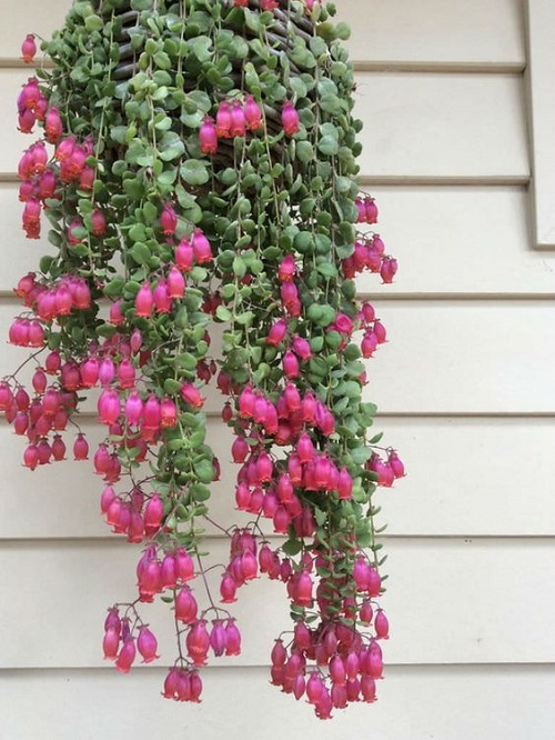 coral bells with baby pink Flowers 