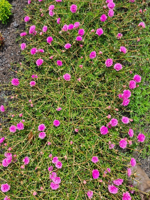 Indoor Succulent Ground Covers 4