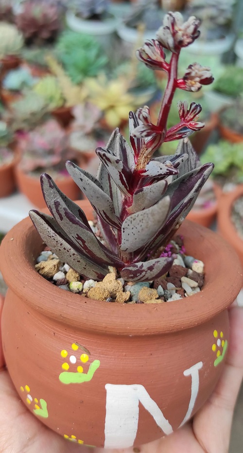 Lenophyllum guttatum ‘Variegata’ in garden