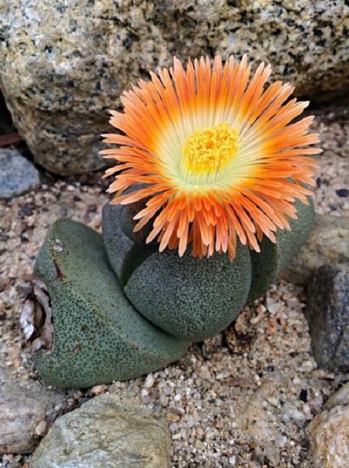 Lipthops succulent with flower