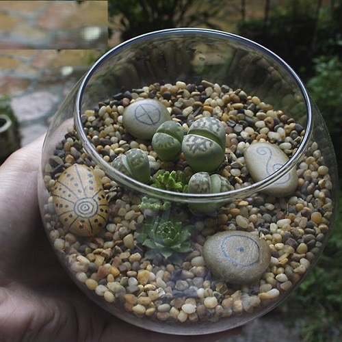 Living Stones Plants for Terrariums 1