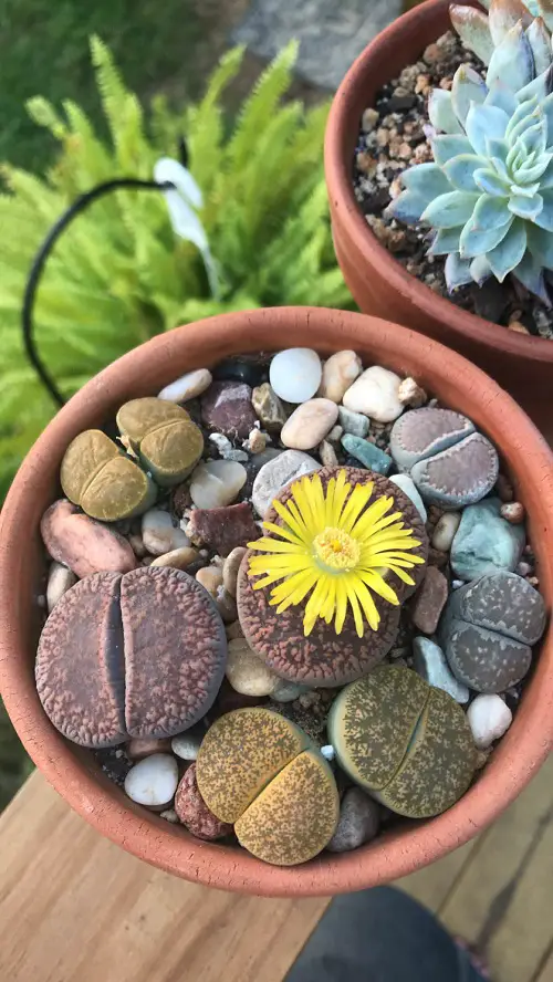 Plants That Are Succulent 1