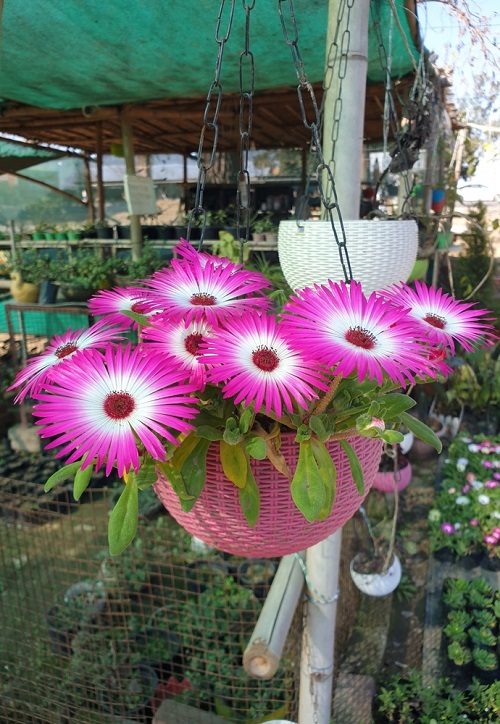 Livingstone Daisy