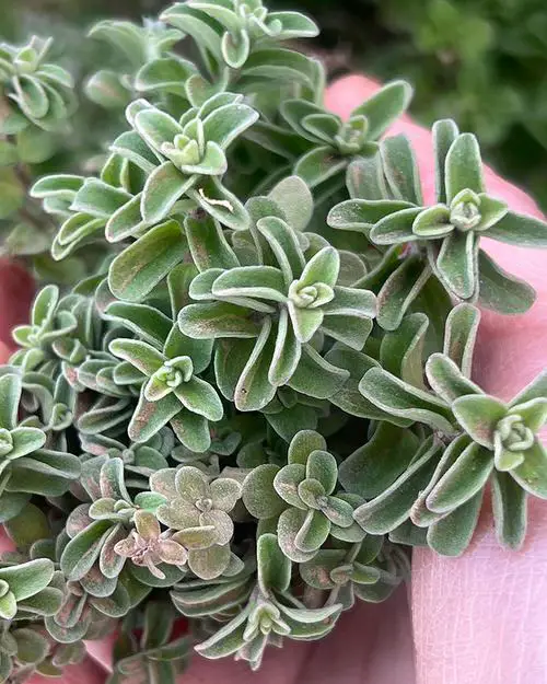 Plant with Succulents 2