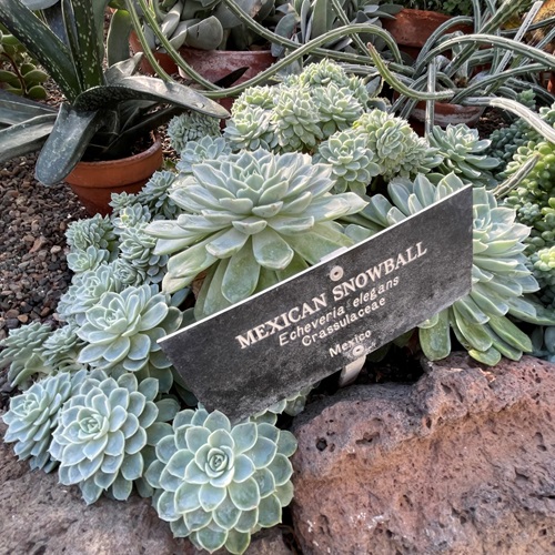  Succulent Ground Covers 5