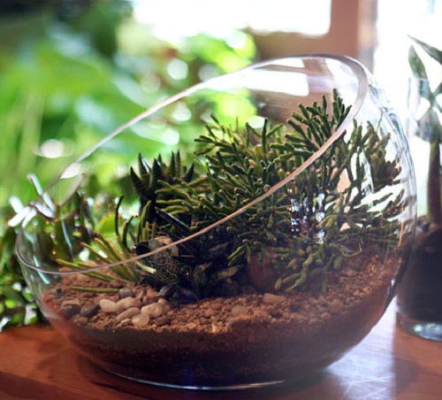 Rhipsalis baccifera Plants for Terrariums 1