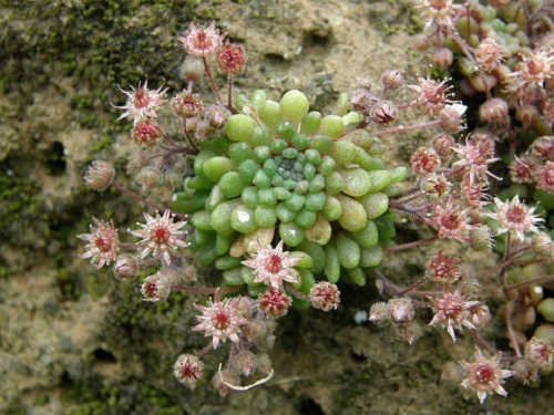 Monanthes wildpretii in garden