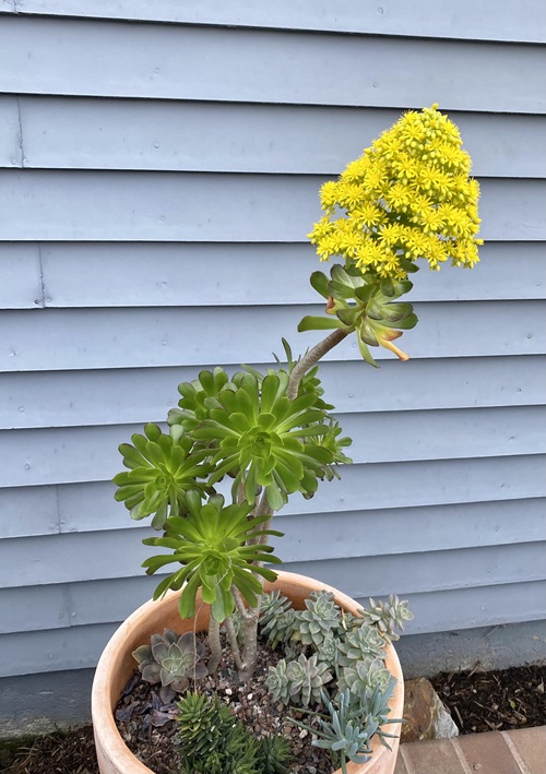 Succulents Dying After Flowering Causes for Succulents Dying