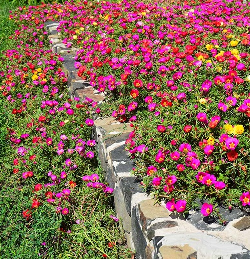  Succulent Ground Covers 3