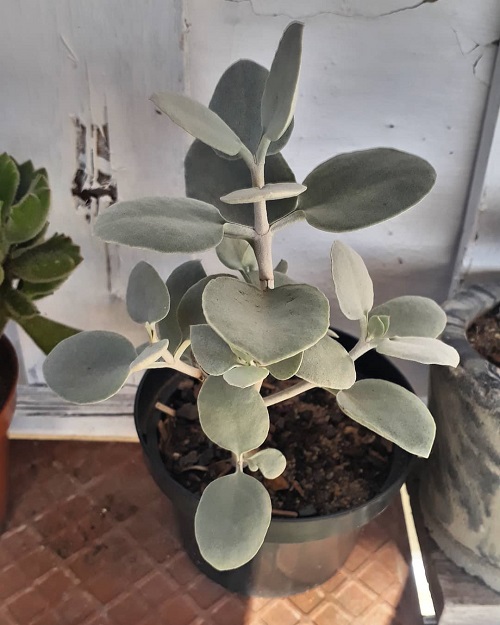 Edible Kalanchoe Varieties are as Good as an Aloe Vera