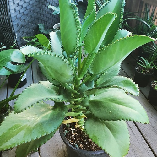 Succulent Mother of Thousands 1