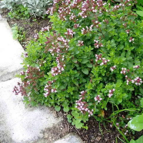 Plant with Succulents