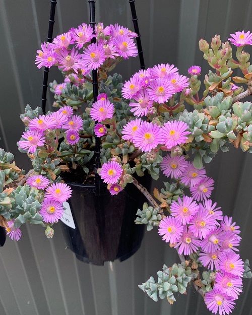 Pink Ice Plant succulent with flower