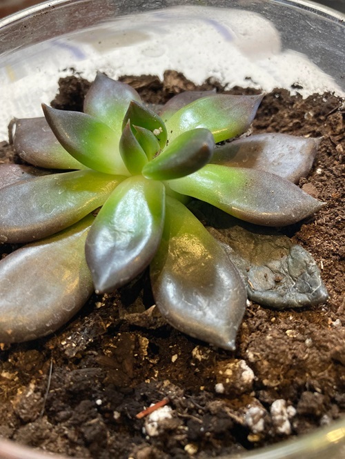 Overwatering Causes for Succulents Dying