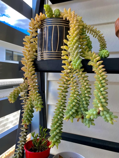 Burro's Tail Pale Leaves 1