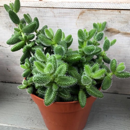 Beautiful Succulent Plant 4