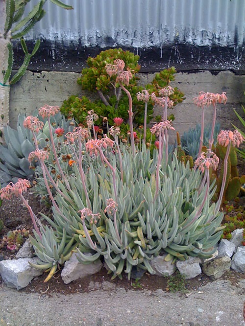 Indoor Succulent Ground Covers 5