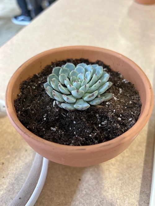 soil Causes for Succulents Dying