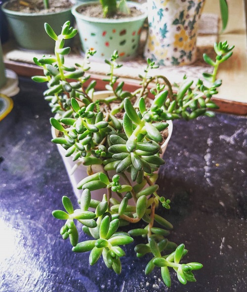 Succulents That Look Like Green Beans