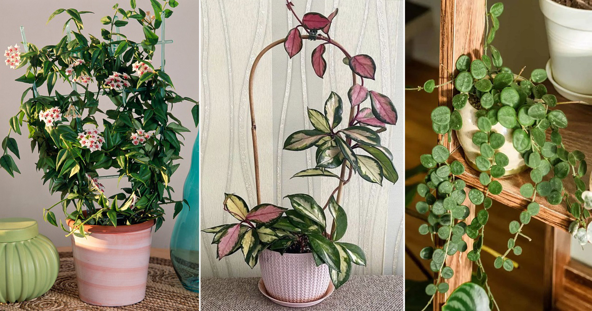 15 Rare And Exotic Hoya Varieties Succulent Garden Web 15 Rare And Exotic Hoya Varieties Succulent Garden Web