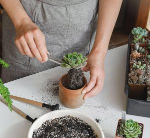 How To Repot Succulents—The Right Way - Succulent Garden Web