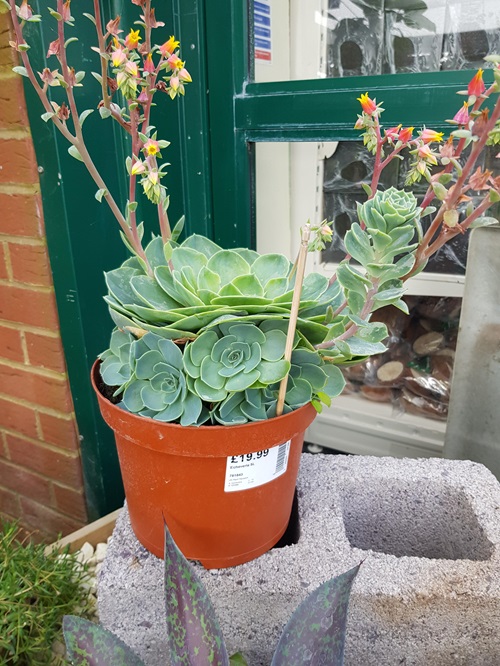 Requirements for Growing Echeveria Elegans