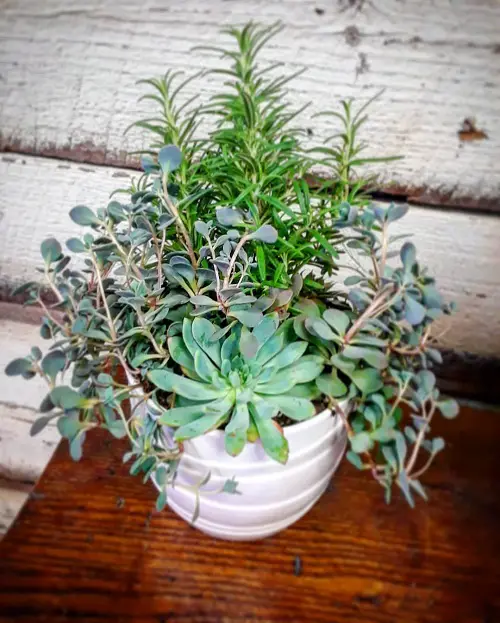 Herbs You Can Plant with Succulents 1