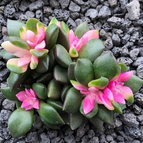 Sand Rose Succulent Ground Covers 1