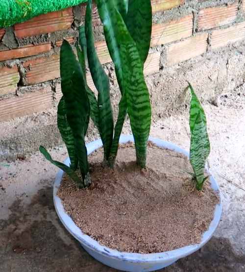 Growing Snake Plant in Sand 1