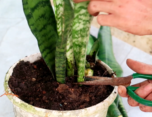 Snake Plant Cuttings 1