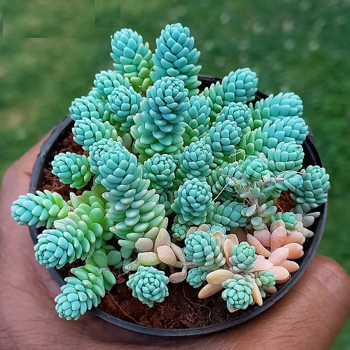 Best Blue Succulents 1