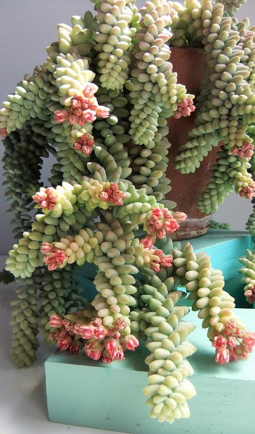 donkey tail Succulents withpink Color Flowers 