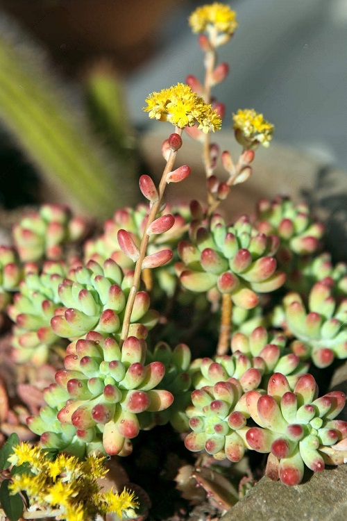  Jelly Bean Plant succulent with flower