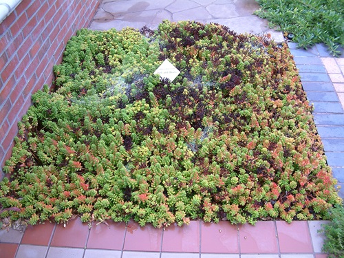 Best Succulent Ground Covers 3