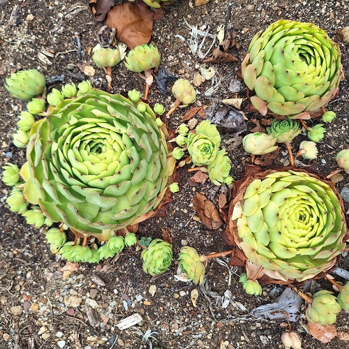 Succulent That Looks Like Cabbage 3