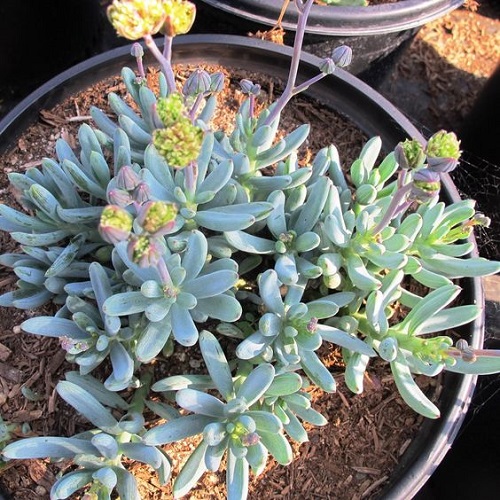 Blue Chalksticks succulent with flower