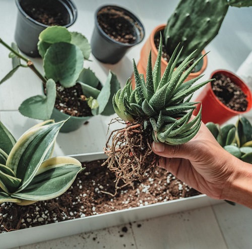 Signs a Succulent Needs Repotting 1