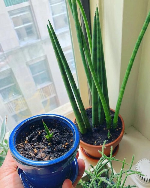 Understanding Snake Plant Pups 1