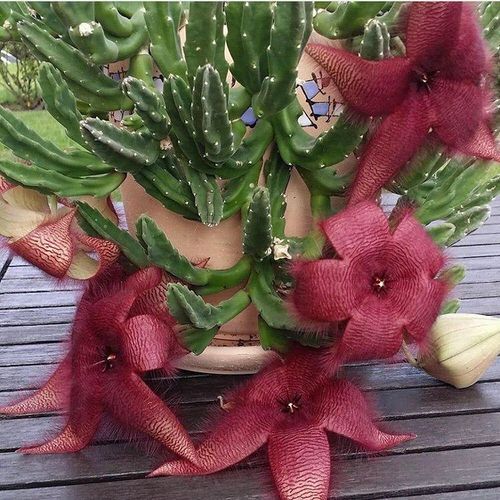 Stapelia succulent with flower