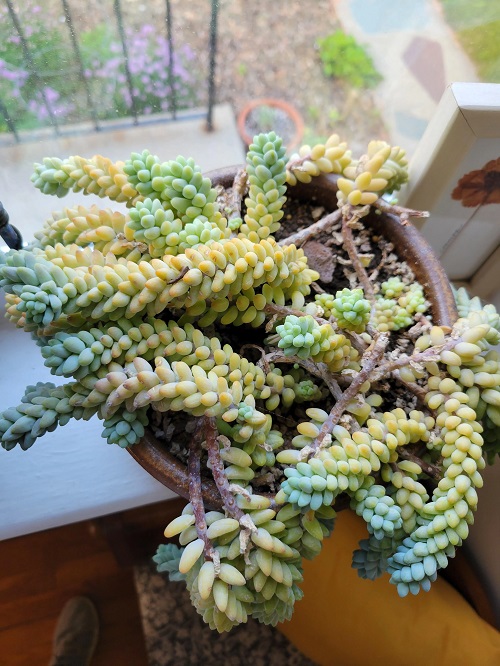 Burro's Tail  Spotiing 1