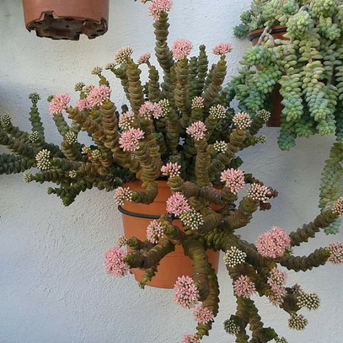 Succulents with Different Color Flowers 4