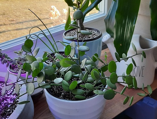 Growing String of Coins Plant 2