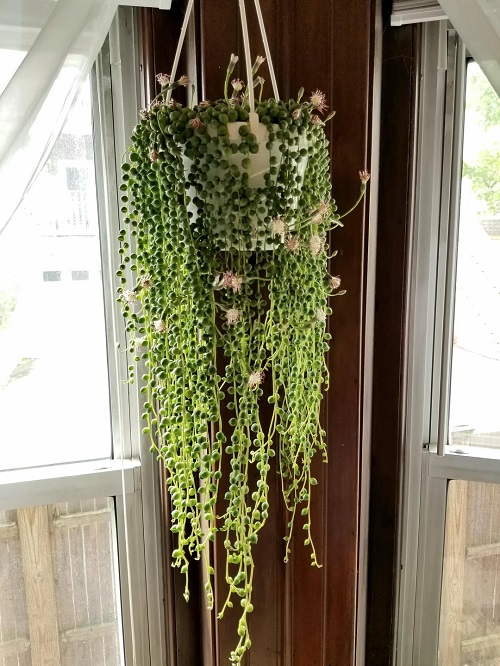 String of Pearl succulent with flower