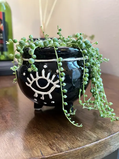 Latest  Succulent Table Decoration 9