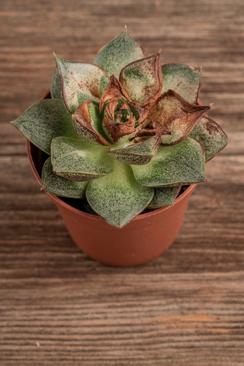 Common Causes for Succulents Dying