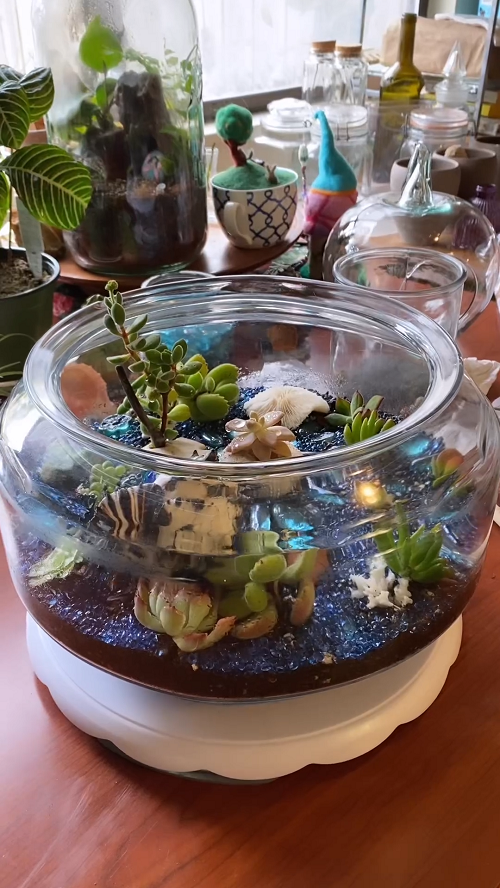 Succulents Plants for Terrariums 1