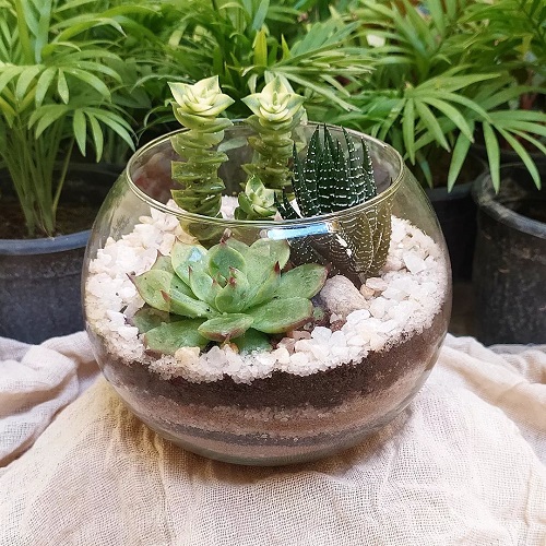 Succulents Plants for Terrariums 2