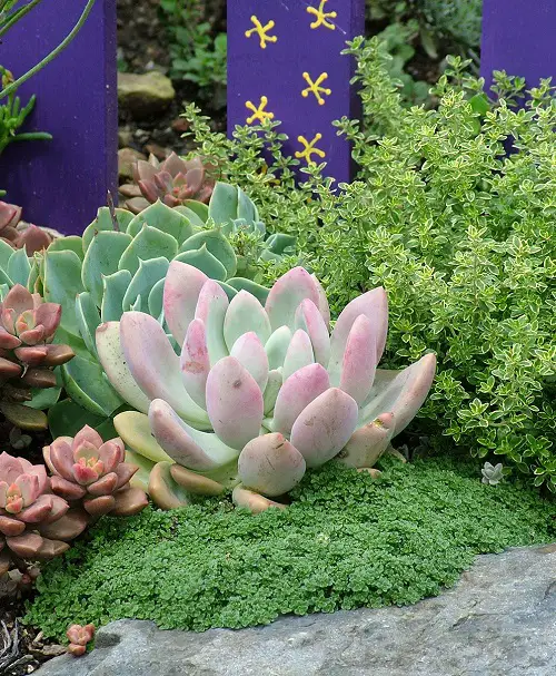 Herbs You Can Plant with Succulents 3